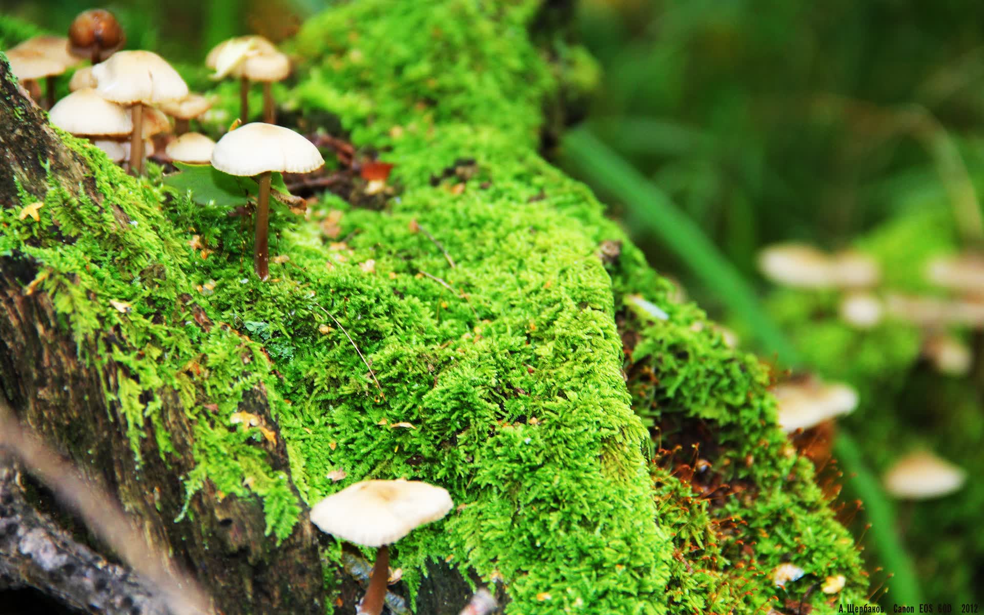 世界举重康复在线课堂新增术后功能性训练专题，世界举重最新排名